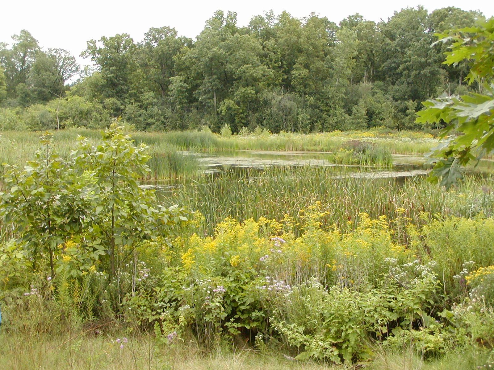 Native plants around retention pond